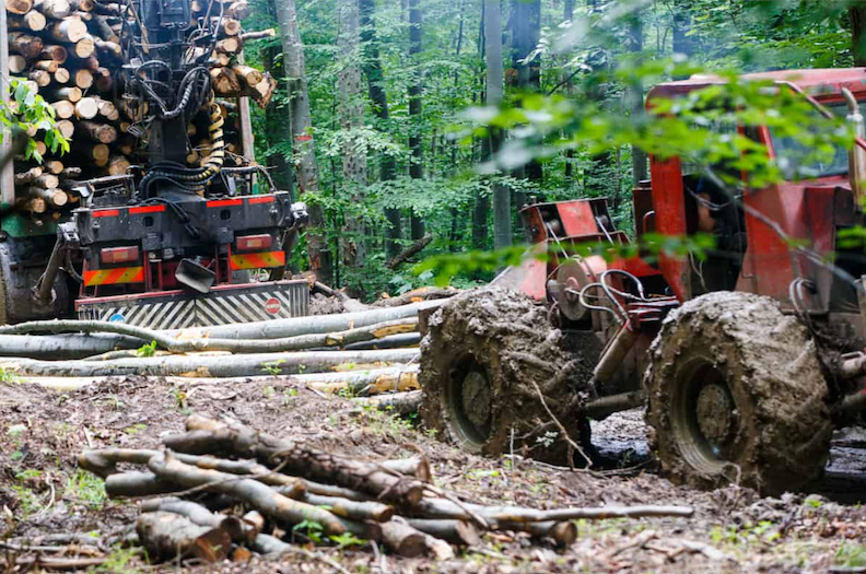 Ongoing deforestation in Romania. Photo: Mihai Constantineanu / WWF Romania.